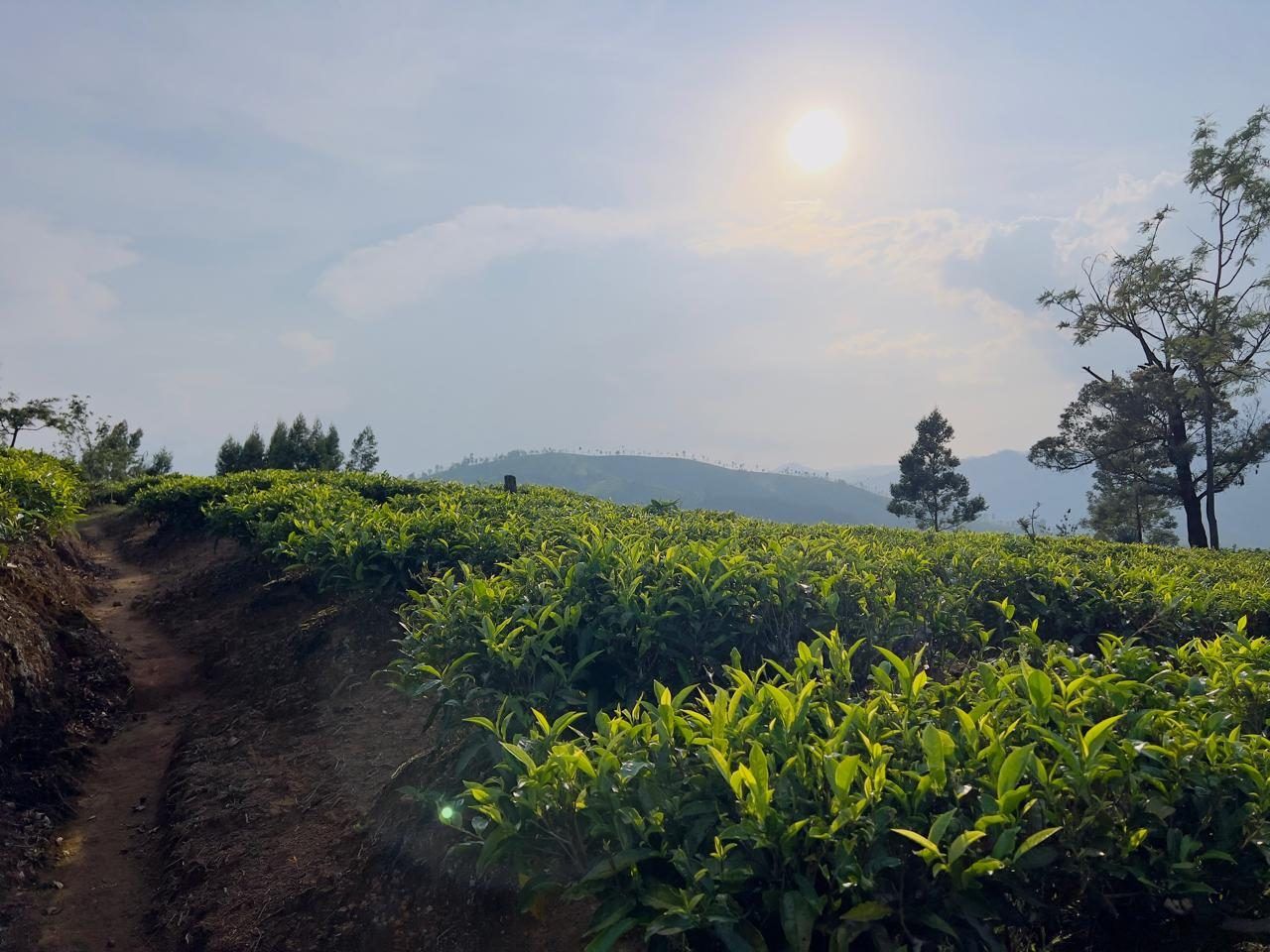 A path through the tea fields at the Mountain Top Clinic