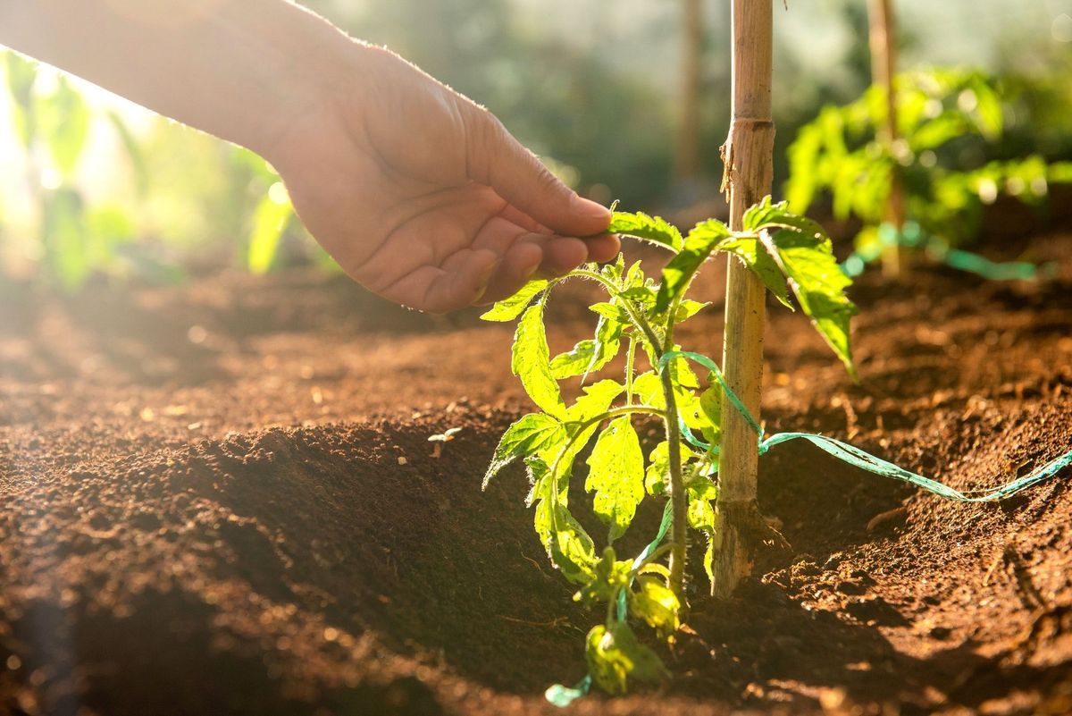 A hand touching a tomato plant growing in the clinic's soil