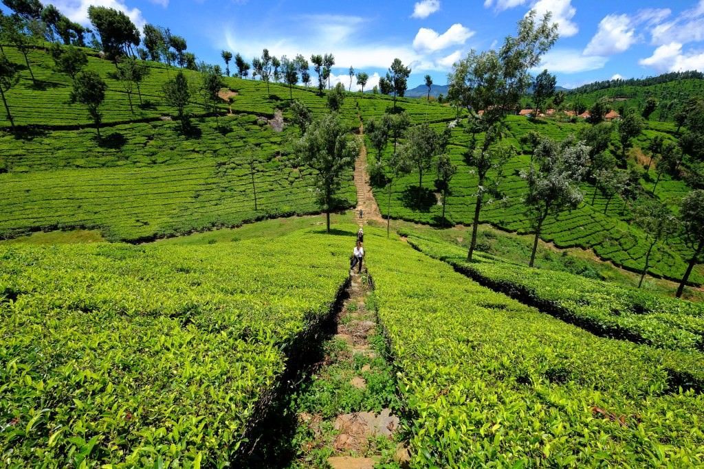 Tea fields on the mountain slopes near the clinic