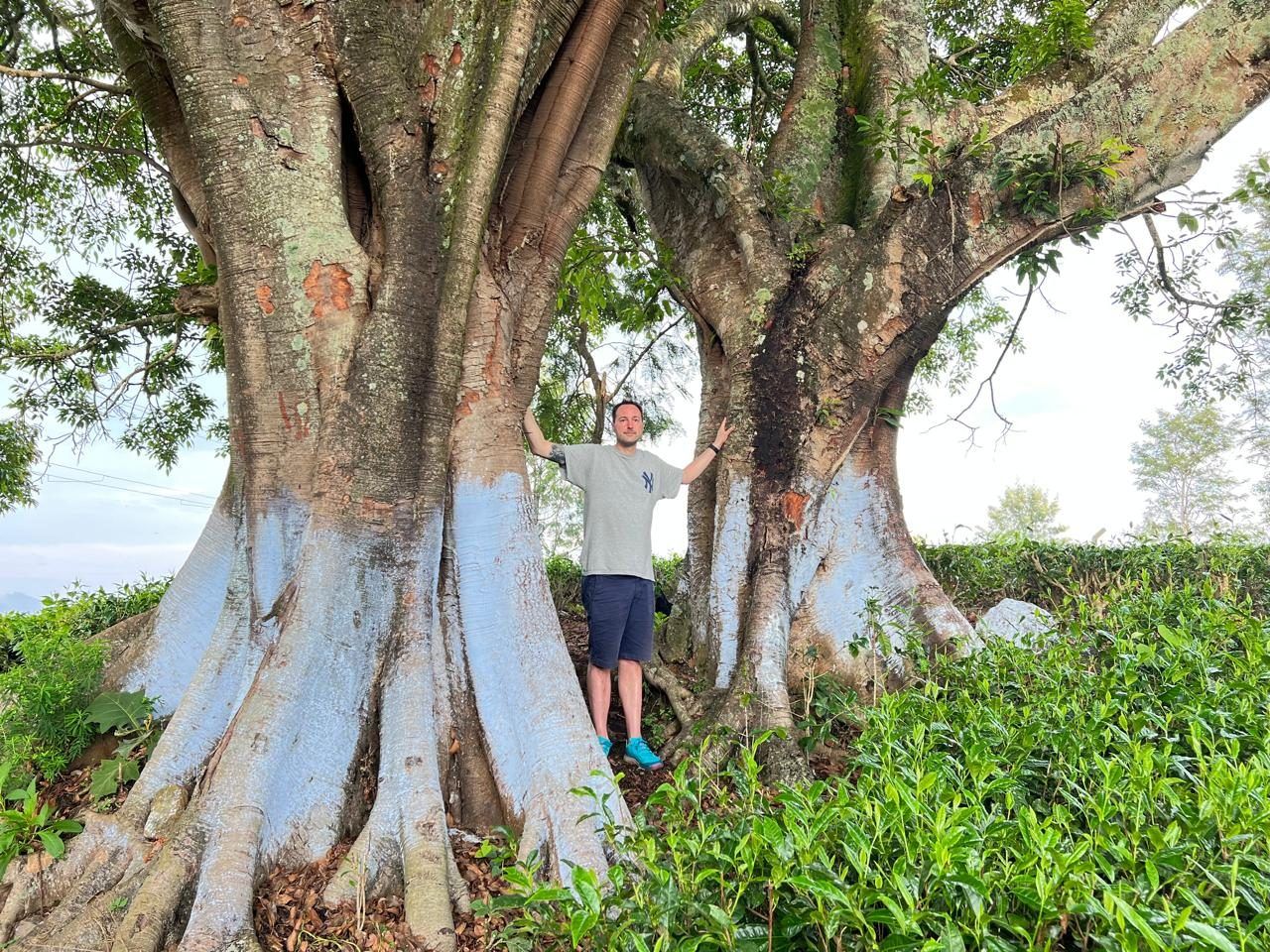 A quiet moment beneath an ancient tree in the tea fields